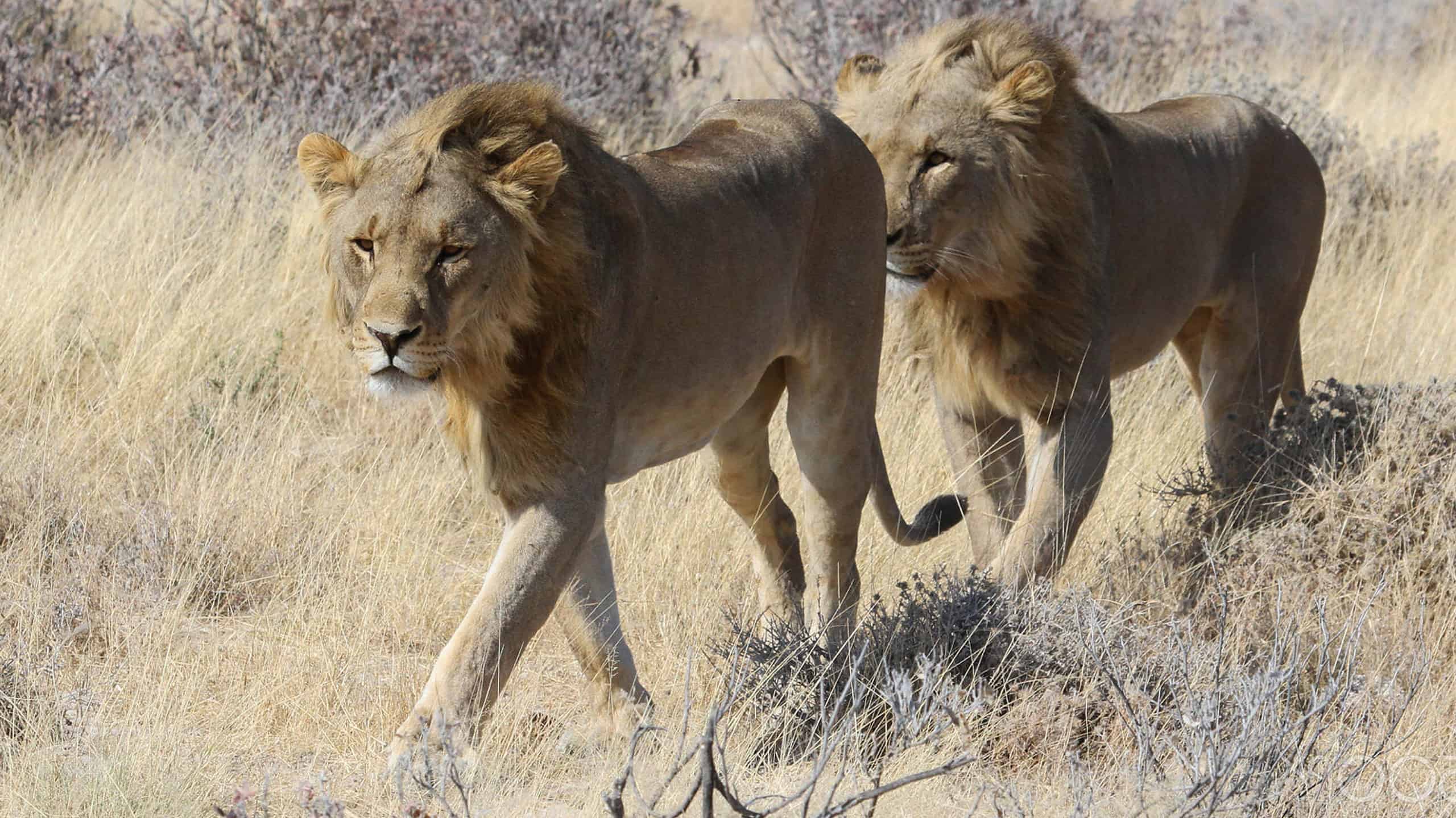 Watch These Lion Cubs Look Over a Wildebeest Herd Like It's Thanksgiving Dinner - A-Z Animals