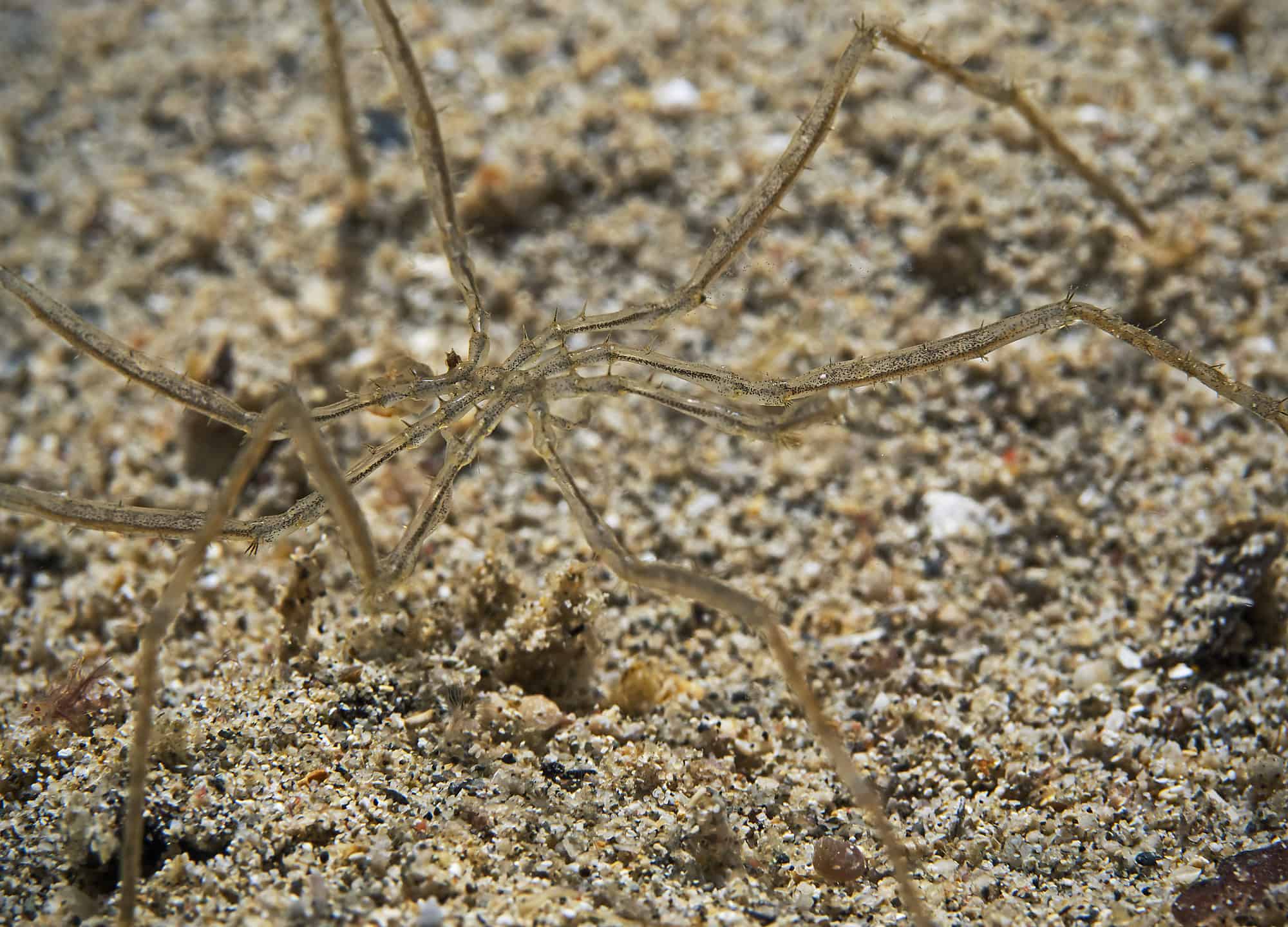 The 20 Scariest Things Still Lurking in the Ocean Today - A-Z Animals