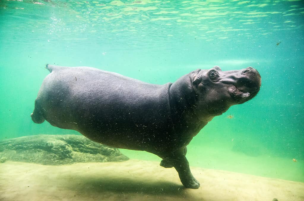 See Footage of Two Male Hippos Fighting Over Territory - A-Z Animals