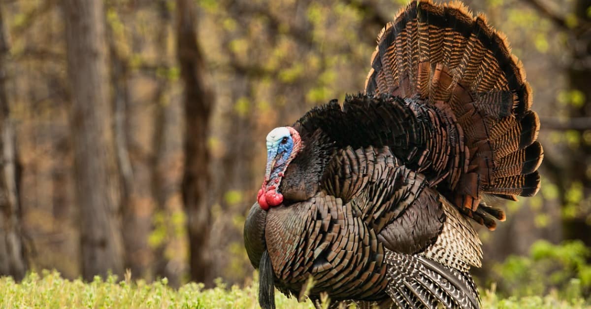 The Top 10 Turkey-Producing States in the Country - A-Z Animals