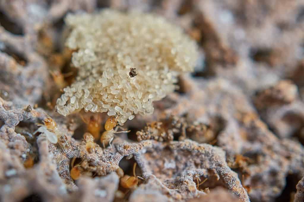 Are Termites Active in the Winter or Do They Die? - A-Z Animals