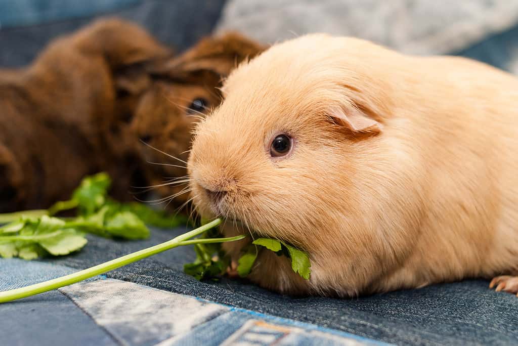 This Is How Long Your Guinea Pig Can Go Without Eating, and When It’s Dangerous - A-Z Animals