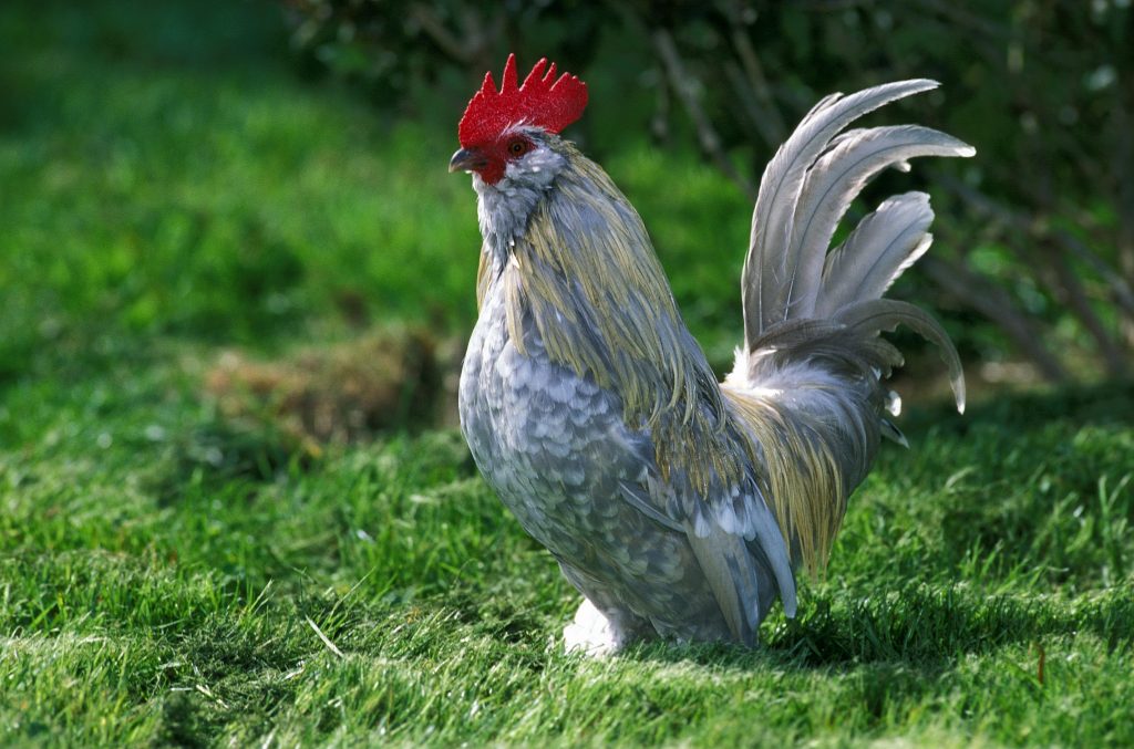 Discover 20 Different Types of Roosters (and What Makes Each Unique) - A-Z Animals