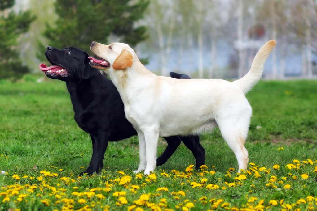 When to Spay or Neuter Your Labrador Retriever