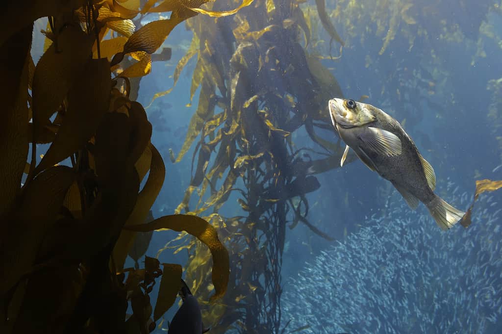 Discover 14 Animals That Eat Kelp and Seaweed - A-Z Animals