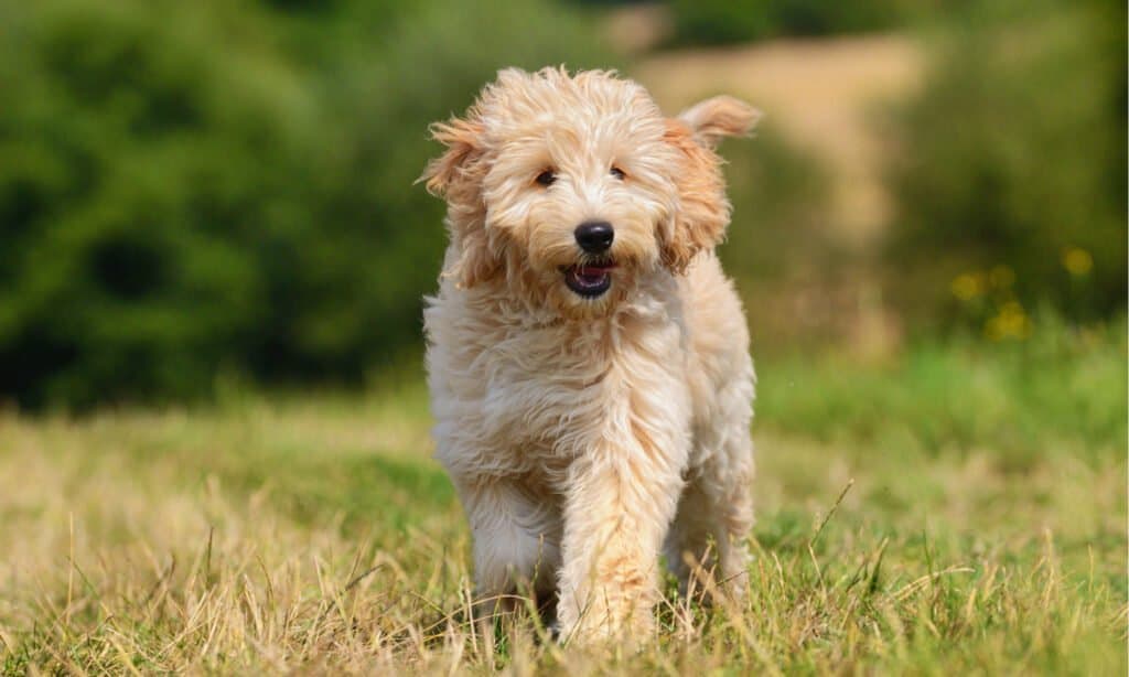 Goldendoodle vs. Golden Retriever: 5 Key Differences Explained - A-Z Animals