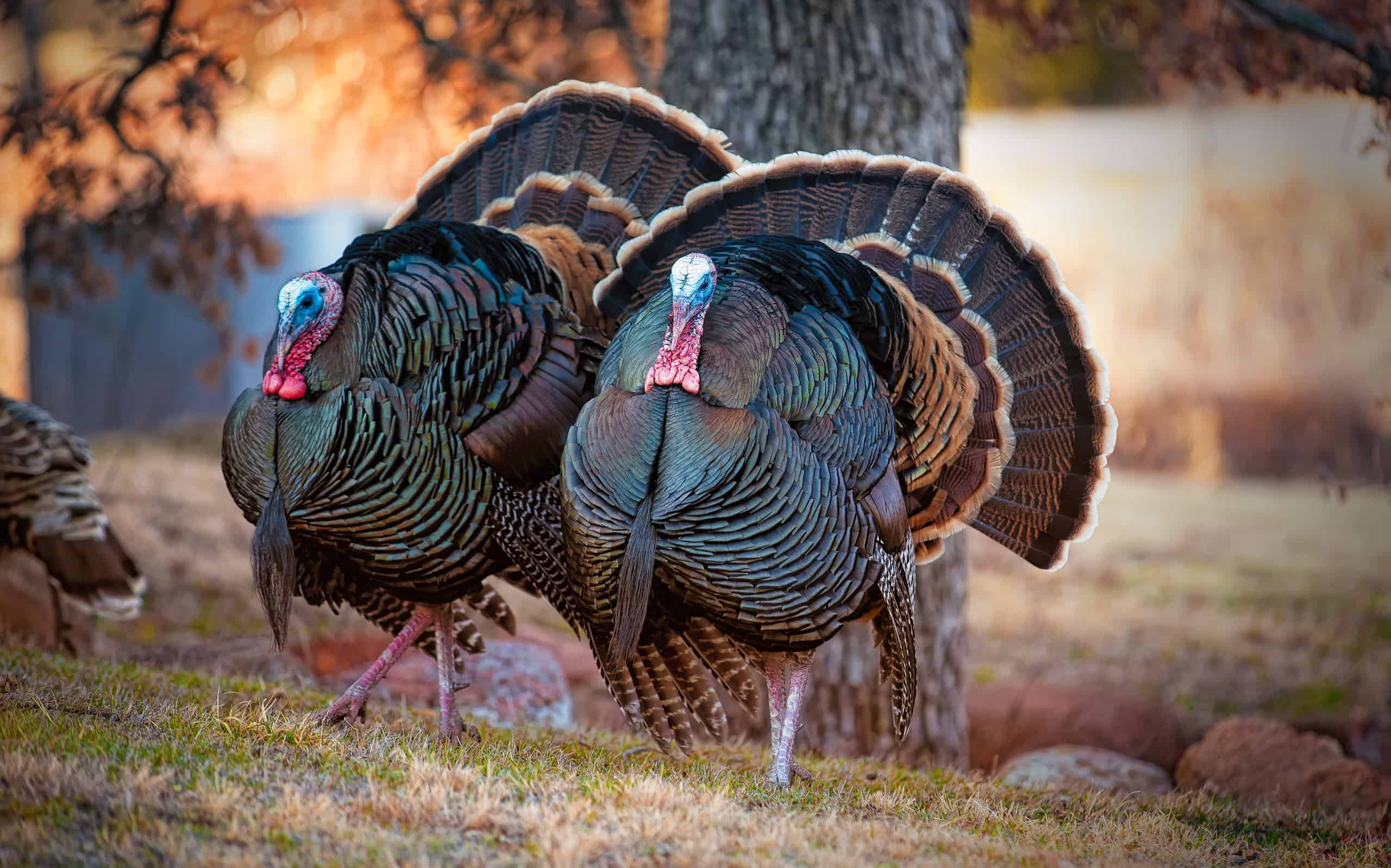 The Top 10 Turkey-Producing States in the Country - A-Z Animals