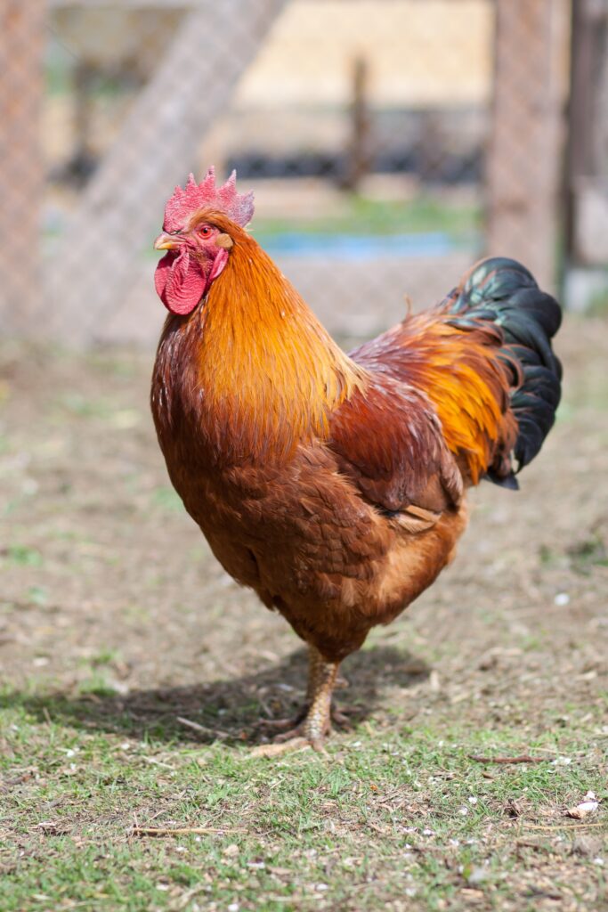 Discover 20 Different Types of Roosters (and What Makes Each Unique) - A-Z Animals