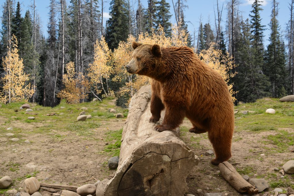 12 Yosemite National Park Facts That Will Blow Your Mind - A-Z Animals