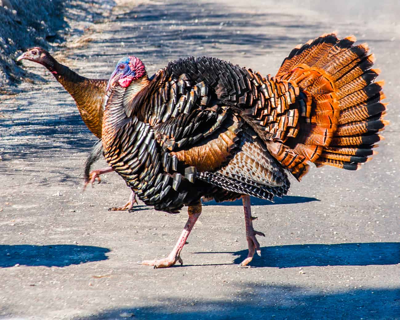 The Top 10 Turkey-Producing States in the Country - A-Z Animals