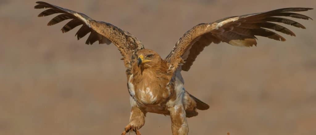 Watch This Buck Try to Escape 3 Deadly Predators at Once - A-Z Animals