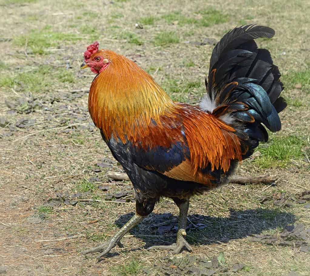 Discover 20 Different Types of Roosters (and What Makes Each Unique) - A-Z Animals