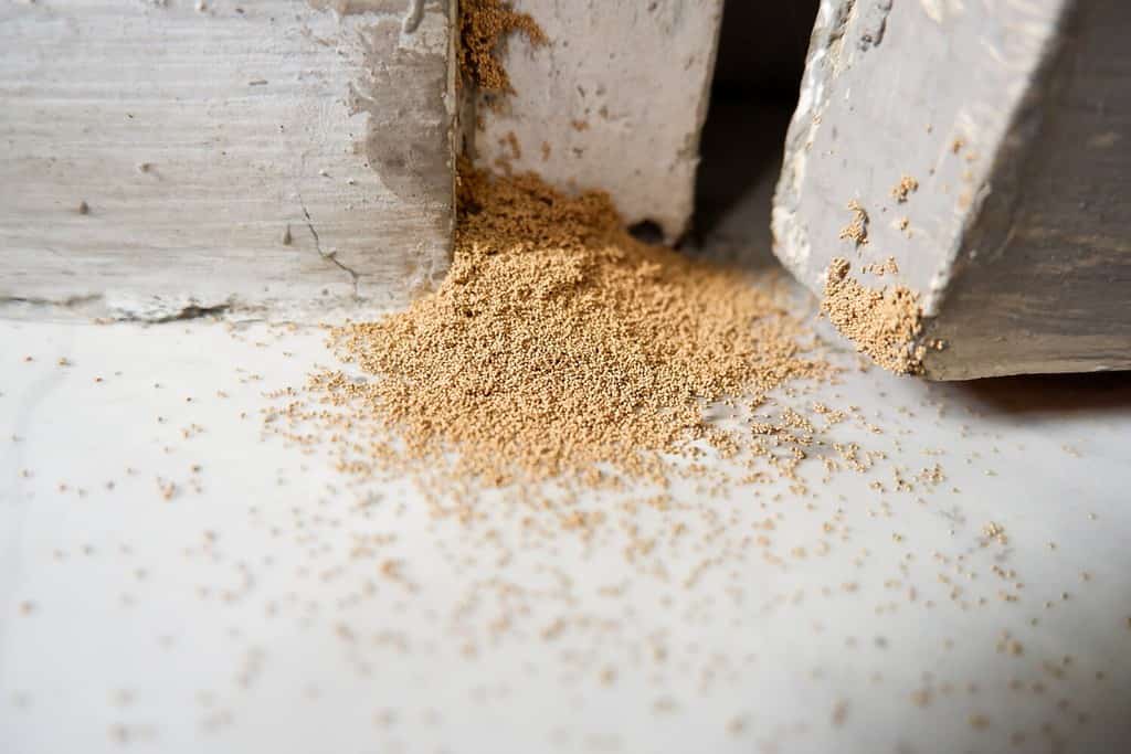 Termites in Ohio: Types, Risks, and How to Prevent Them - A-Z Animals