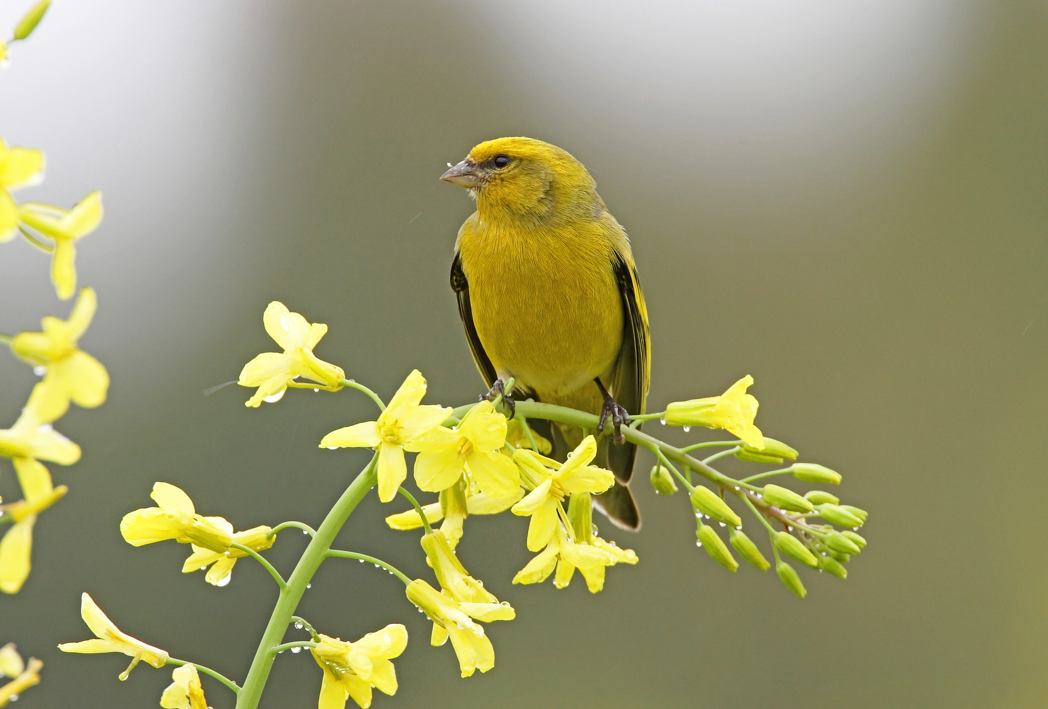 12 Birth Month Birds: Here's What Your Bird Symbolizes - A-Z Animals