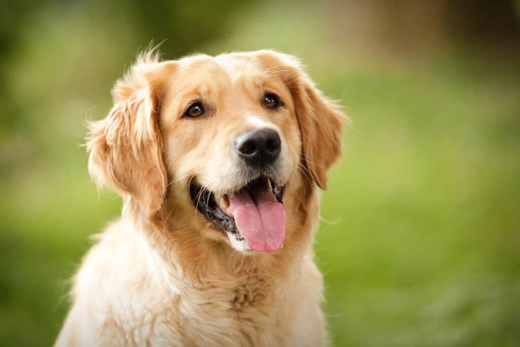 Goldendoodle vs. Golden Retriever: 5 Key Differences Explained - A-Z Animals