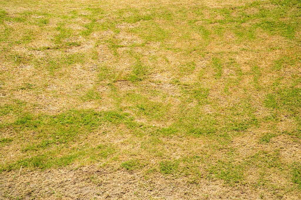 Bermuda Grass in the Winter: 8 Helpful Tips as Your Lawn Turns Dormant and Brown - A-Z Animals