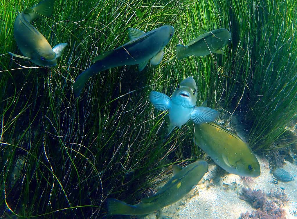 Discover 14 Animals That Eat Kelp and Seaweed - A-Z Animals