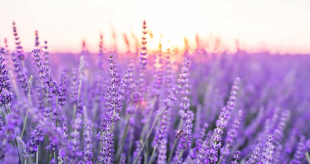 Can Lavender Survive Winter? # Tips for Keeping It Alive - A-Z Animals