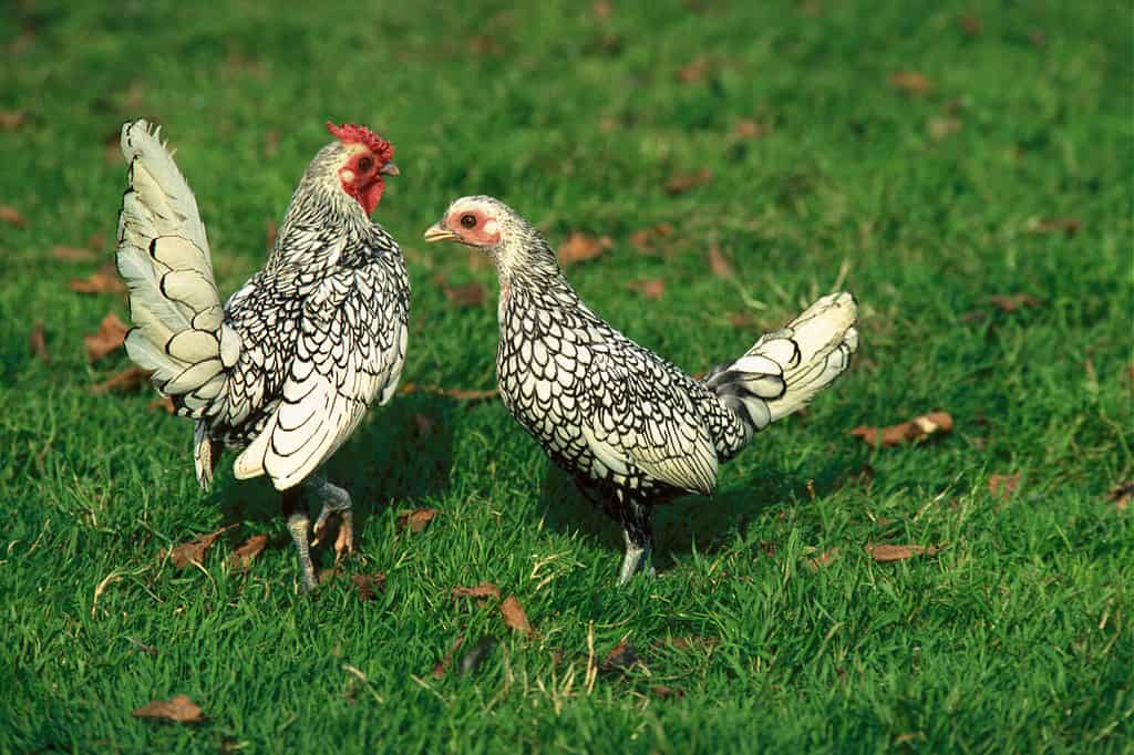 Discover 20 Different Types of Roosters (and What Makes Each Unique) - A-Z Animals