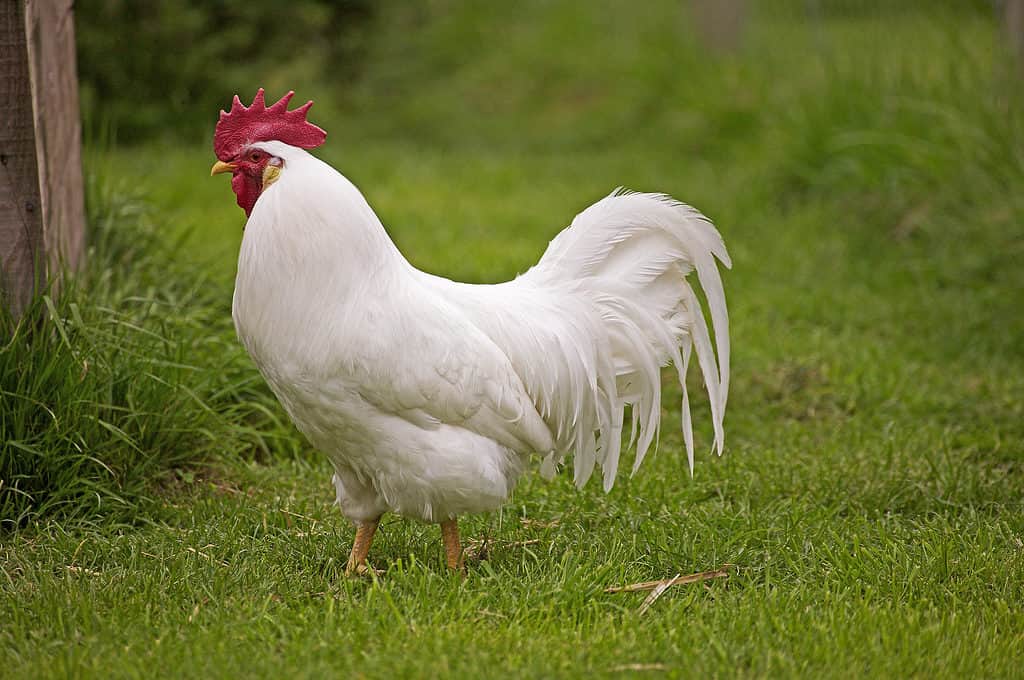 Discover 20 Different Types of Roosters (and What Makes Each Unique) - A-Z Animals