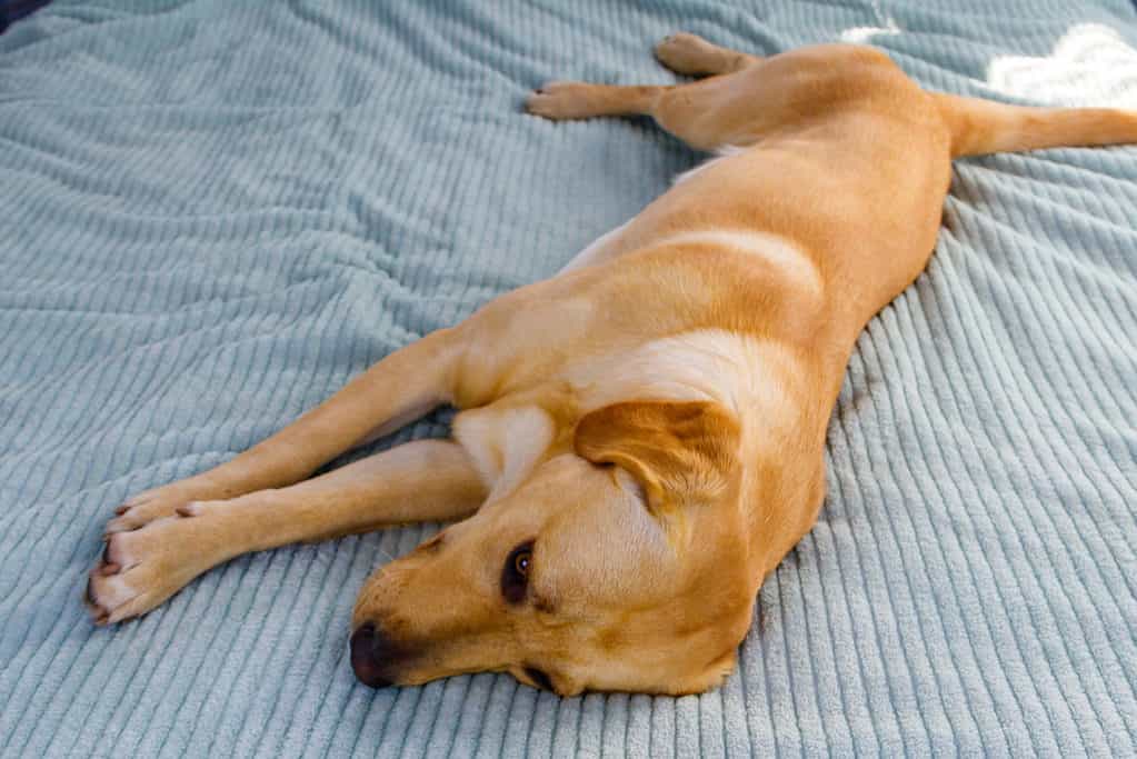 When to Spay or Neuter Your Labrador Retriever