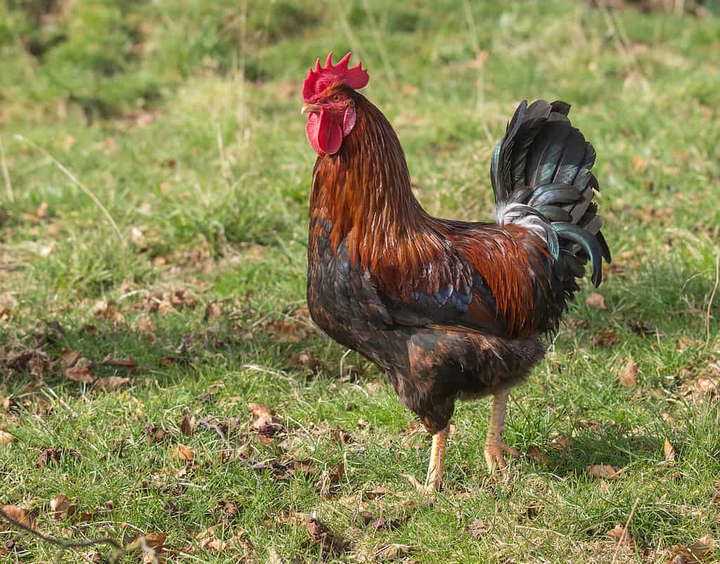 Discover 20 Different Types of Roosters (and What Makes Each Unique) - A-Z Animals