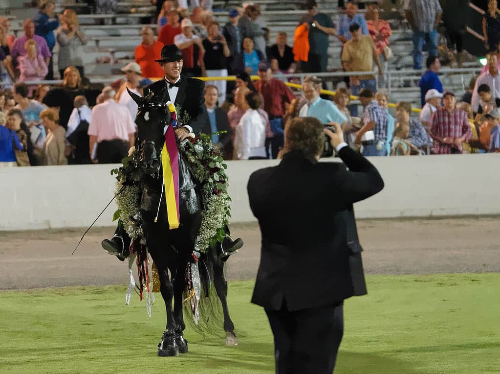 Tennessee Walking Horse Breed Guide: Height, Diet, and Characteristics - A-Z Animals