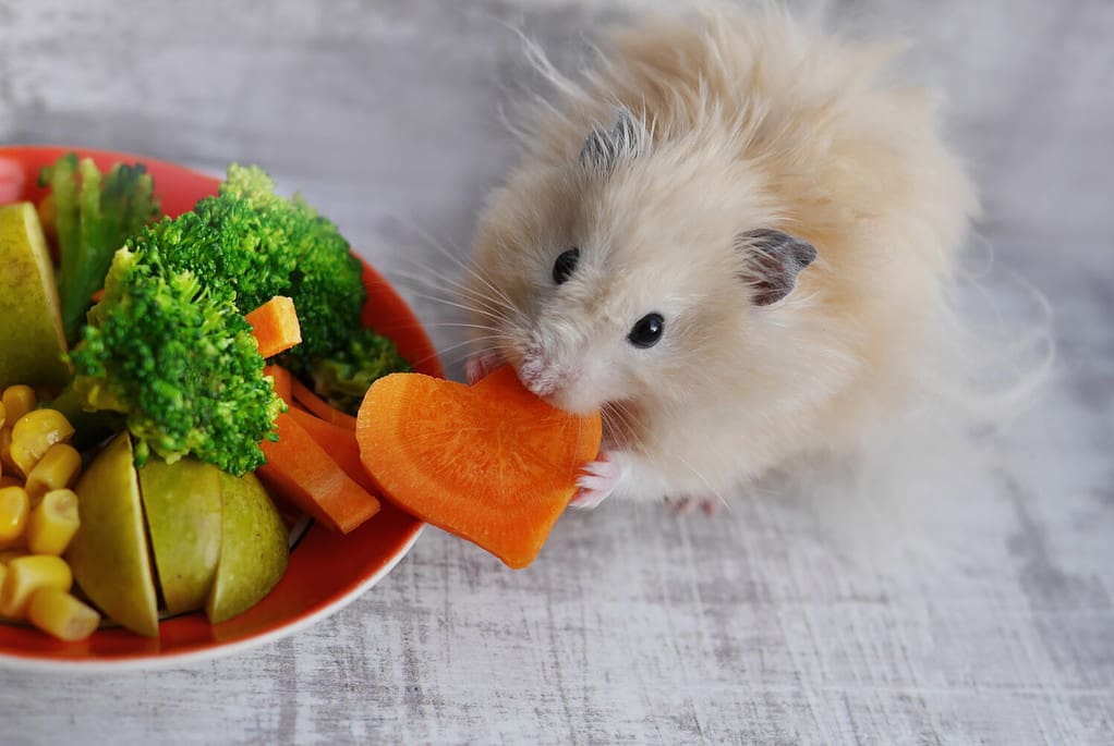 How Long Can Your Hamster Go Without Eating? Six Tips for Keeping Them Alive - A-Z Animals