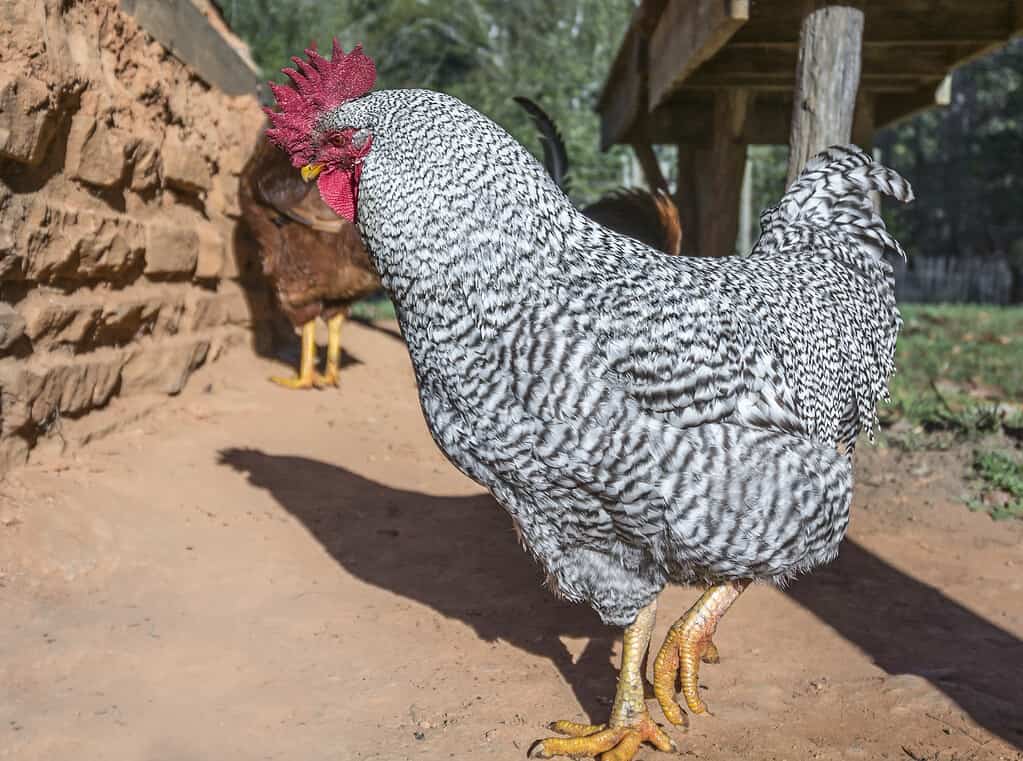 Discover 20 Different Types of Roosters (and What Makes Each Unique) - A-Z Animals