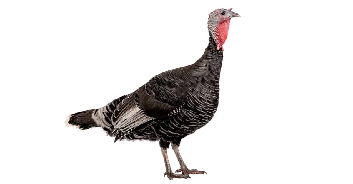 The Top 10 Turkey-Producing States in the Country - A-Z Animals