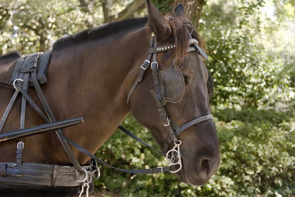 Tennessee Walking Horse Breed Guide: Height, Diet, and Characteristics - A-Z Animals