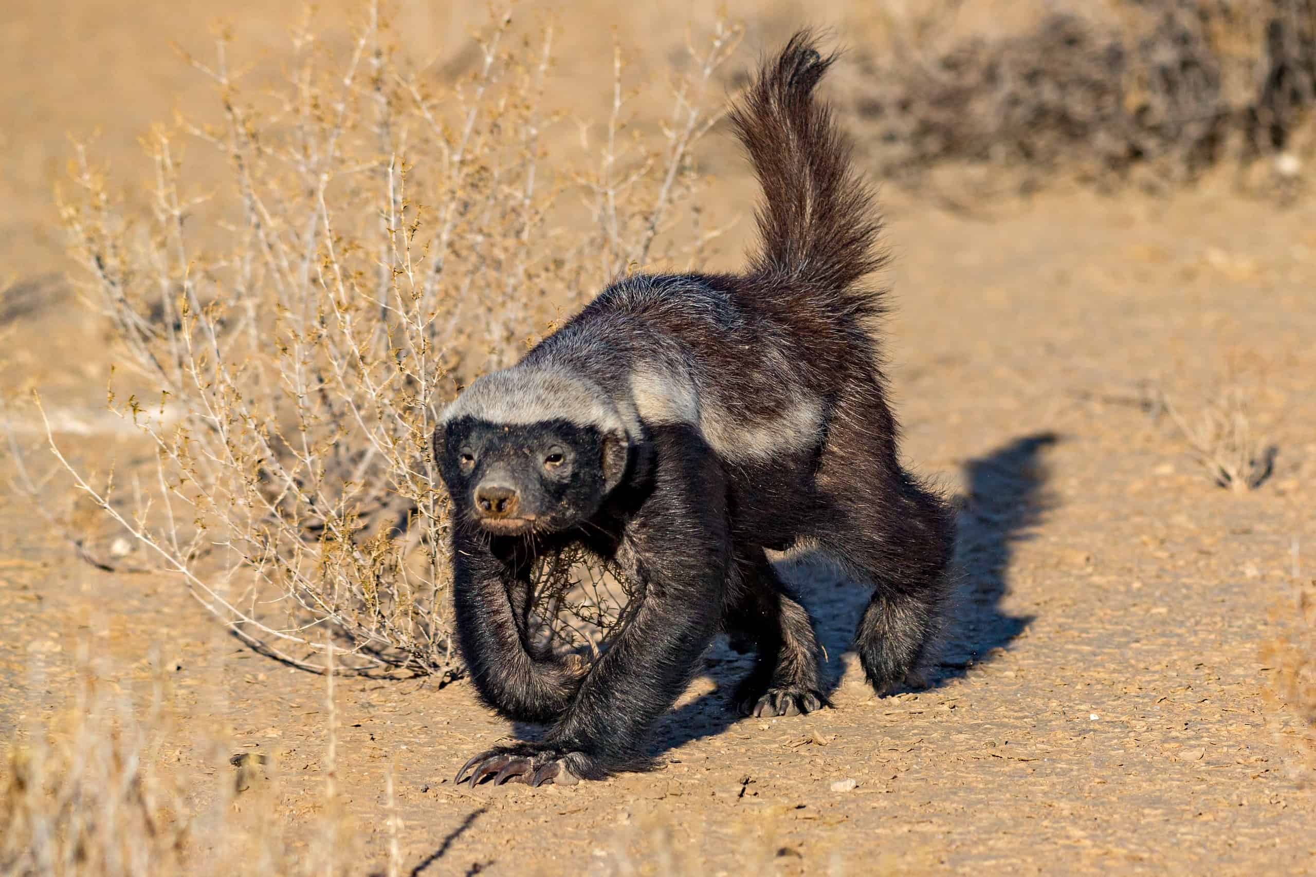 These Animals Let Out the Most Farts in the World - A-Z Animals