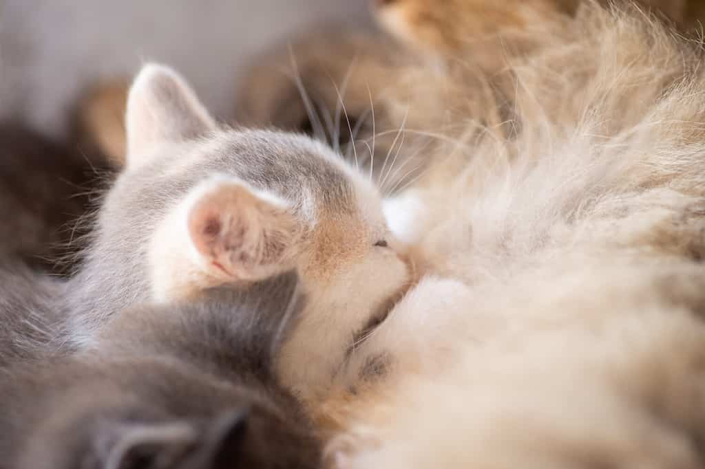 Does Your Cat Have Separation Anxiety?: 10 Clear Signs - A-Z Animals