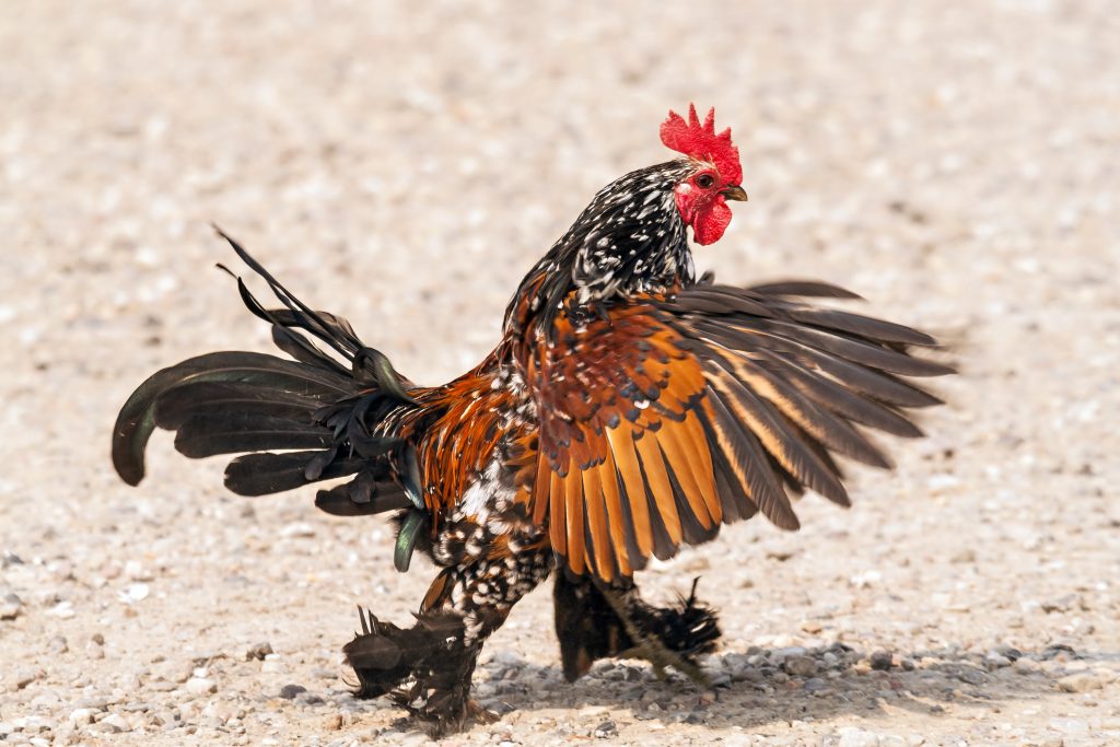 Discover 20 Different Types of Roosters (and What Makes Each Unique) - A-Z Animals