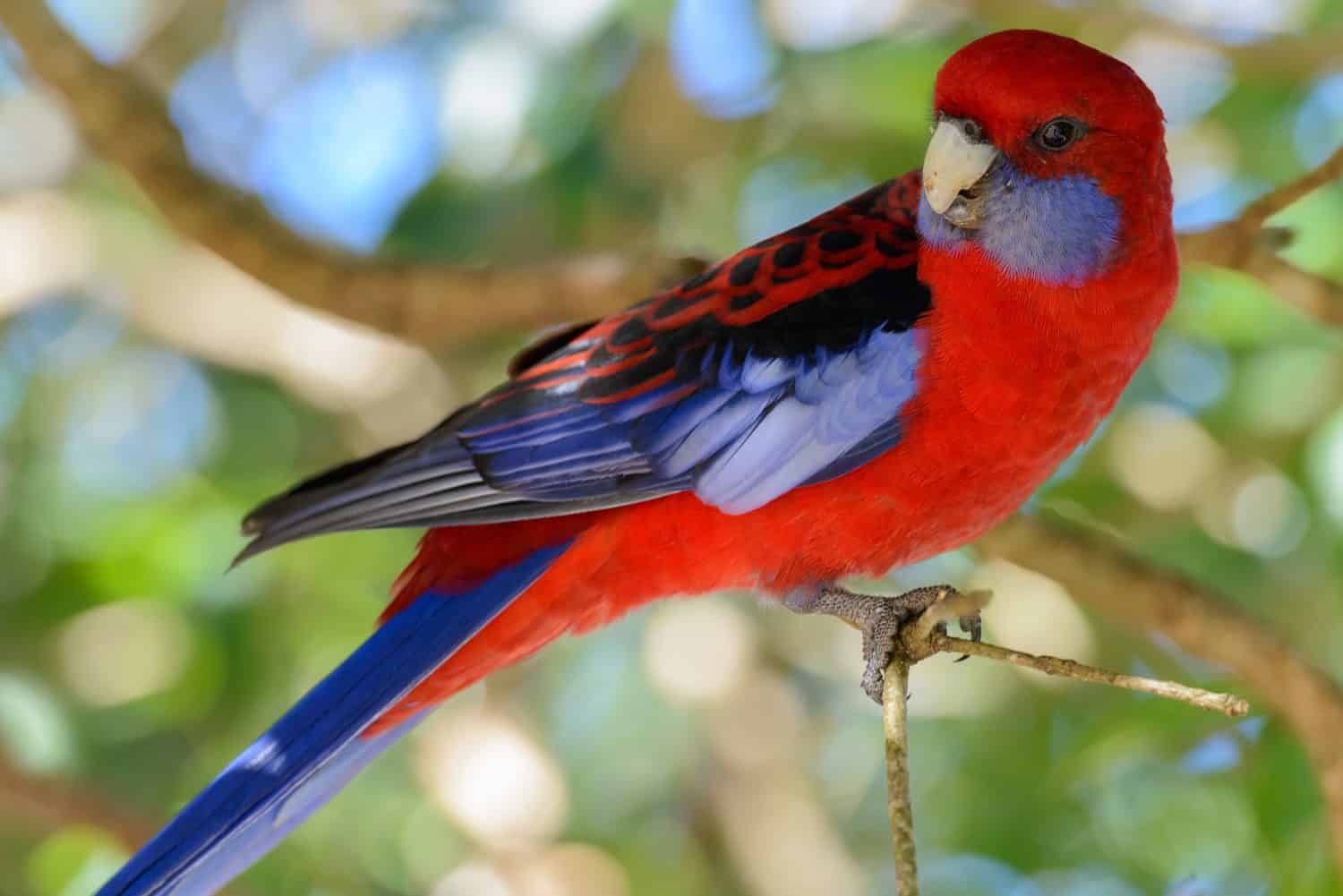 12 Birth Month Birds: Here's What Your Bird Symbolizes - A-Z Animals