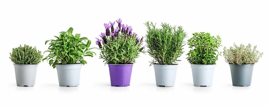 Can Lavender Survive Winter? # Tips for Keeping It Alive - A-Z Animals