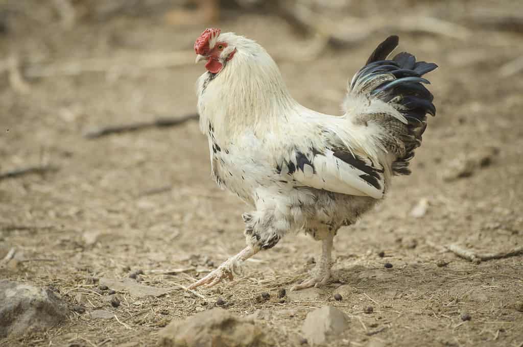 Discover 20 Different Types of Roosters (and What Makes Each Unique) - A-Z Animals