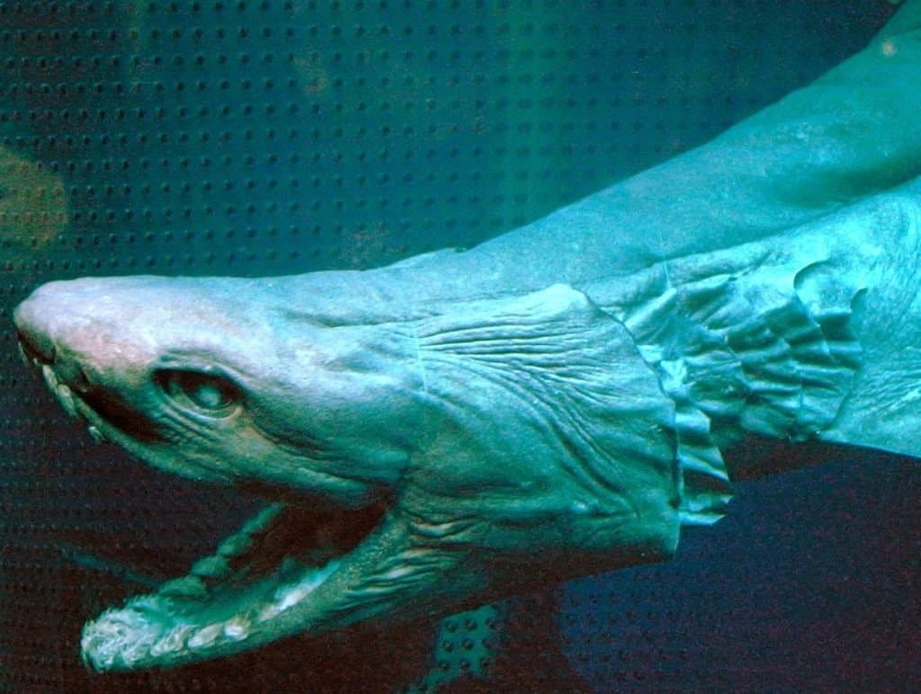 The 20 Scariest Things Still Lurking in the Ocean Today - A-Z Animals