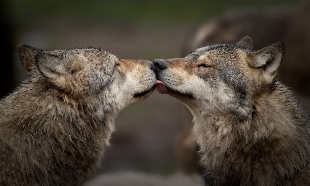 Do Wolves Mate for Life? 20 Amazing Facts About These Loyal Animals - A-Z Animals