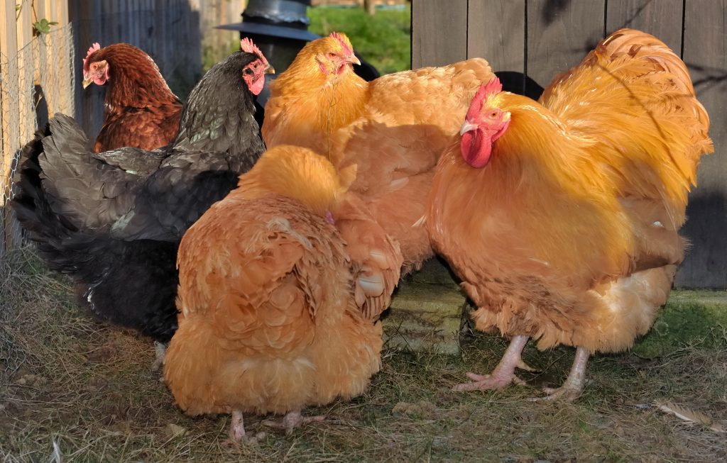 Discover 20 Different Types of Roosters (and What Makes Each Unique) - A-Z Animals