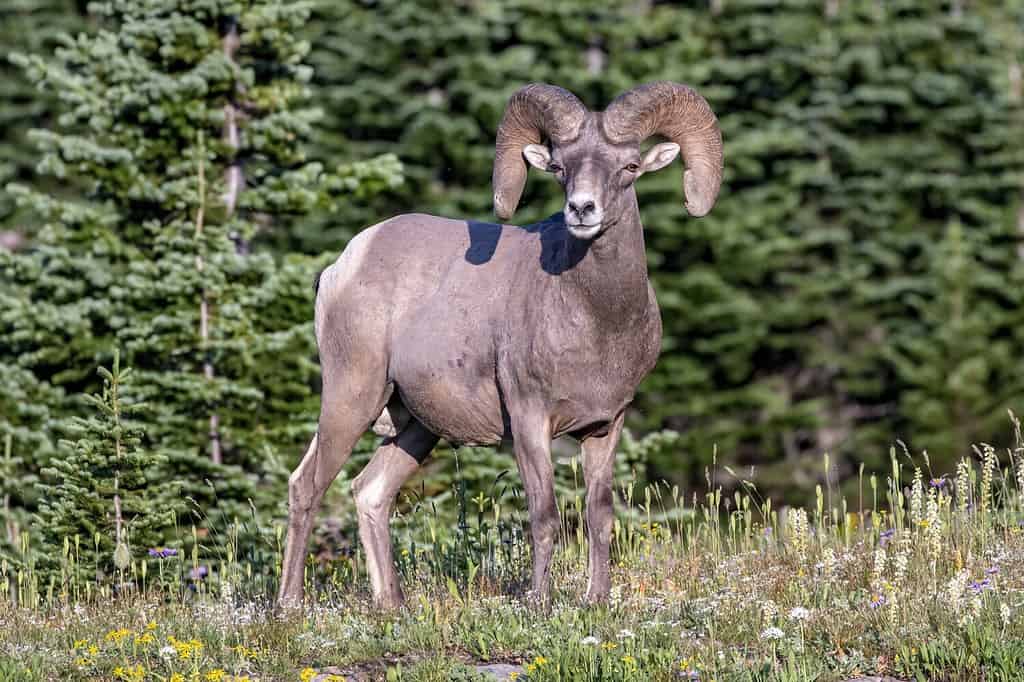 12 Yosemite National Park Facts That Will Blow Your Mind - A-Z Animals