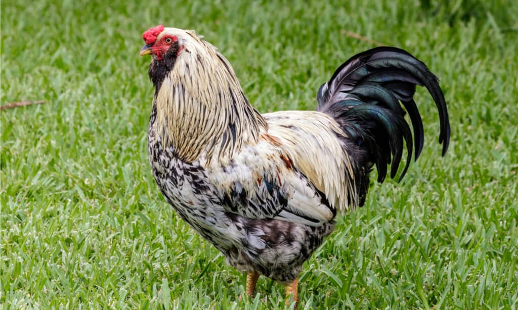 Discover 20 Different Types of Roosters (and What Makes Each Unique) - A-Z Animals