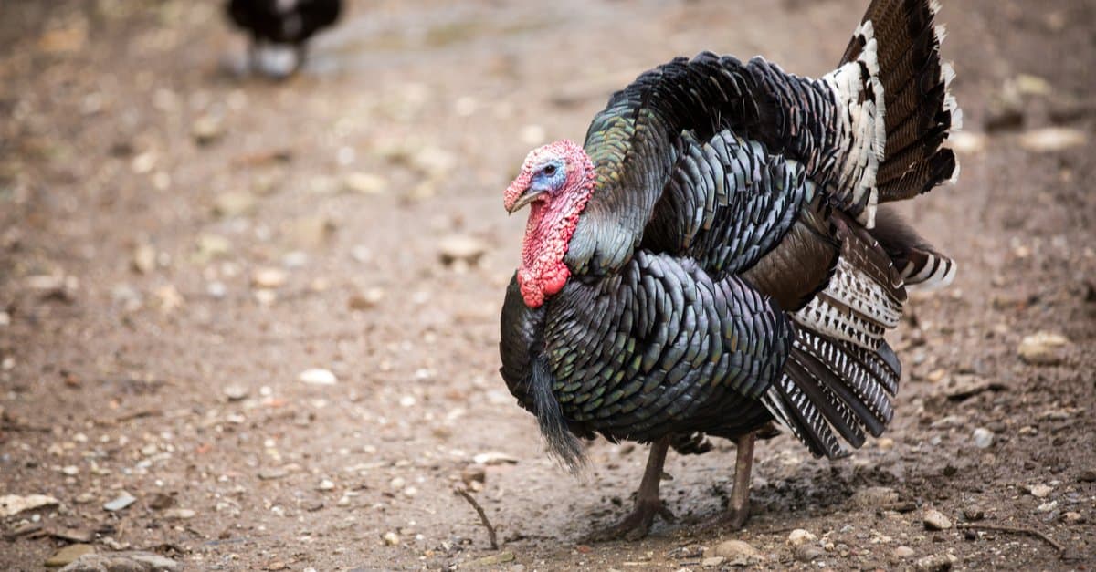 The Top 10 Turkey-Producing States in the Country - A-Z Animals