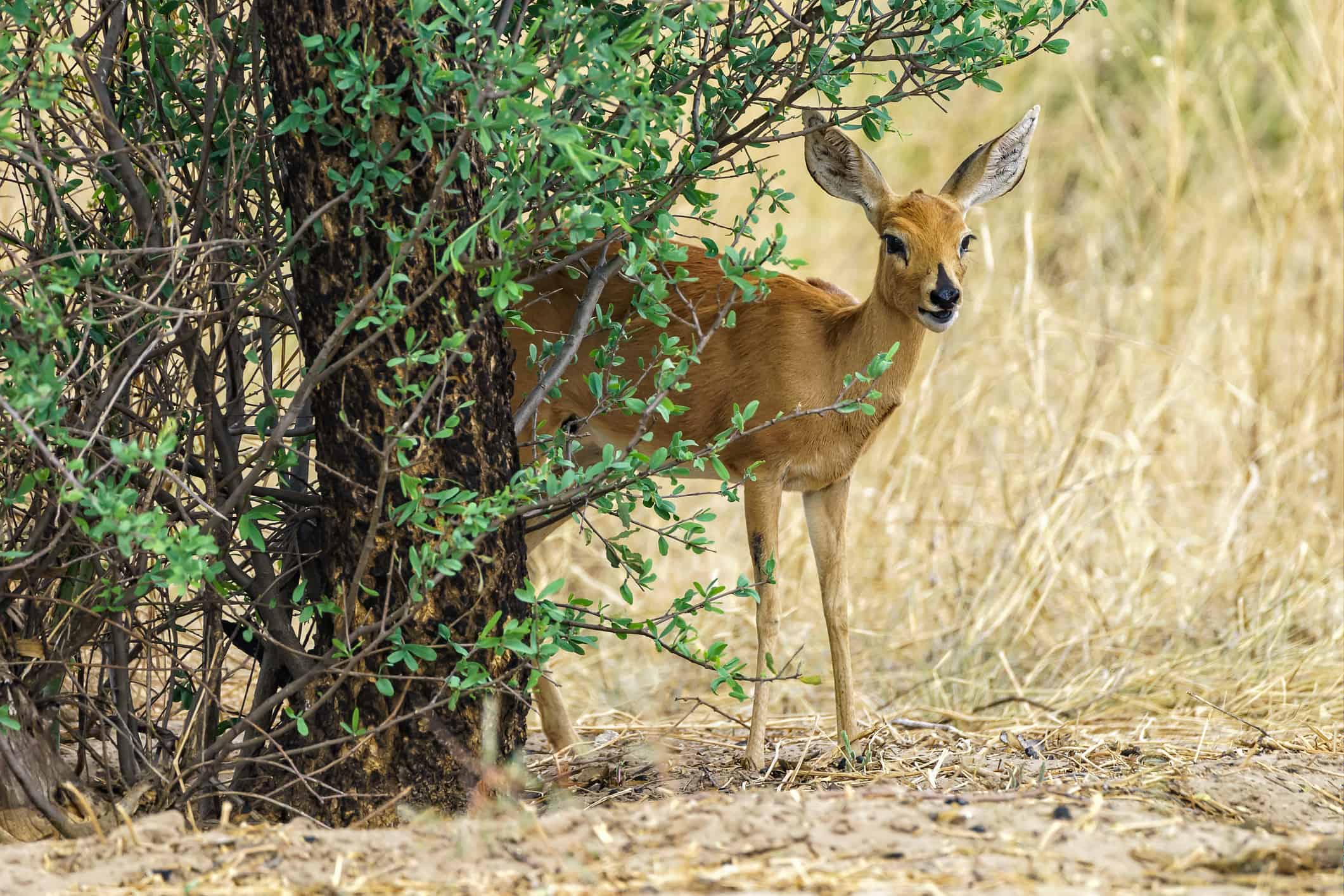 Watch This Buck Try to Escape 3 Deadly Predators at Once - A-Z Animals