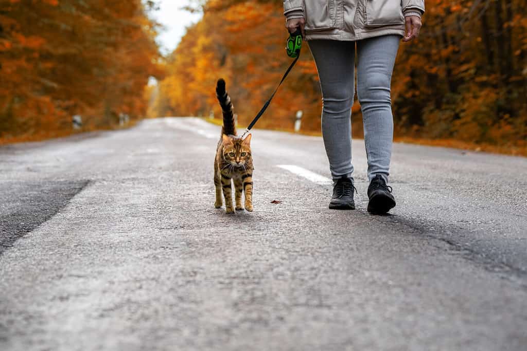 Meet the Bengal Cat — The Leopard Cat Everyone Is Talking About - A-Z Animals