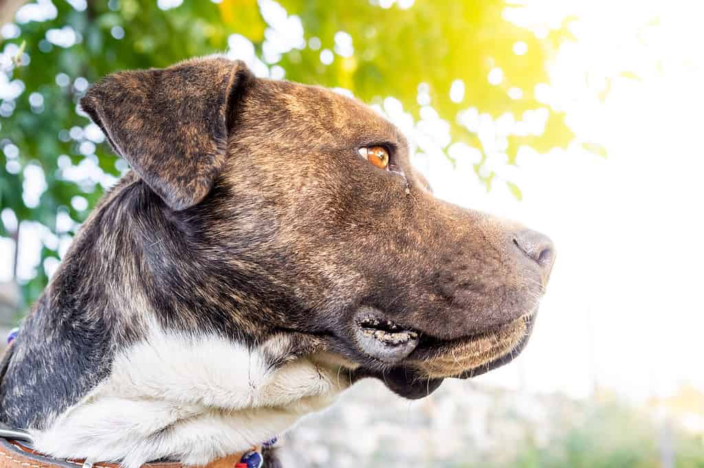 6 States That Are Bully-Breed Friendly - A-Z Animals