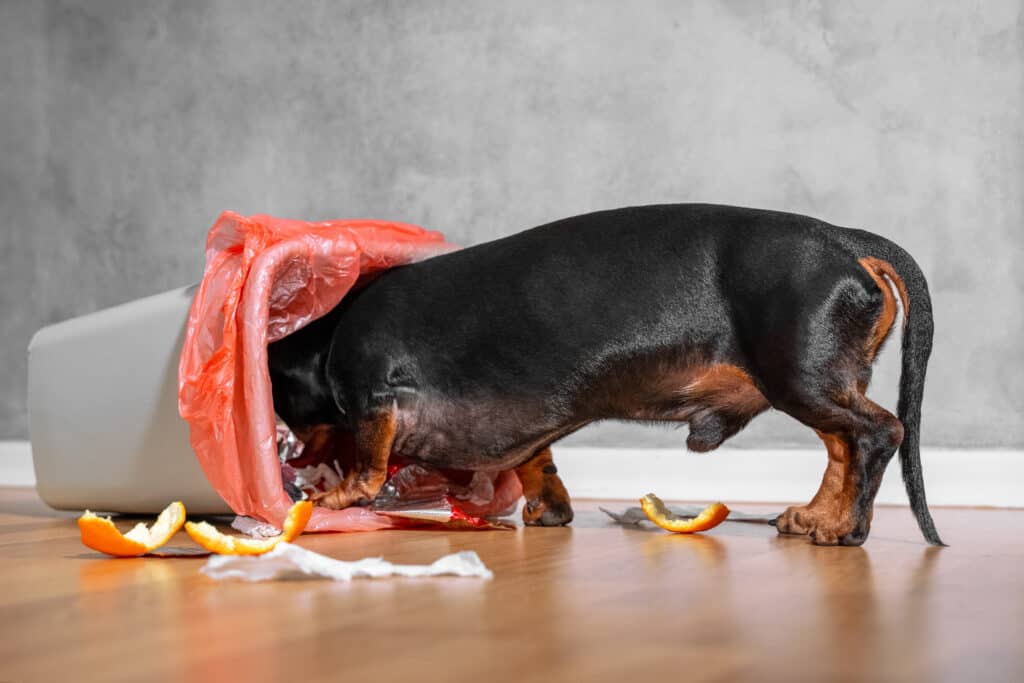 Dachshund Training Guide: Recommended Cues, Timelines, and More - A-Z Animals