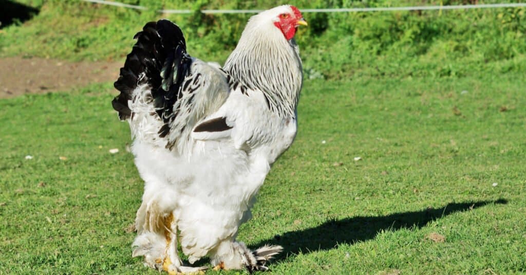 Discover 20 Different Types of Roosters (and What Makes Each Unique) - A-Z Animals