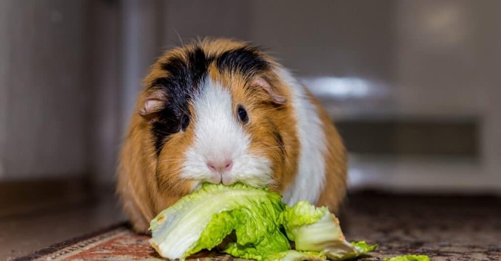 This Is How Long Your Guinea Pig Can Go Without Eating, and When It’s Dangerous - A-Z Animals