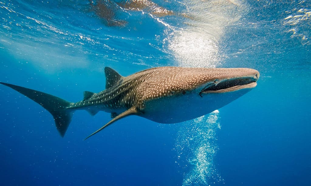 How Smart Are Sharks? Everything We Know About Their Intelligence - A-Z Animals